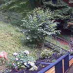 Haus Am Wald Apartmán