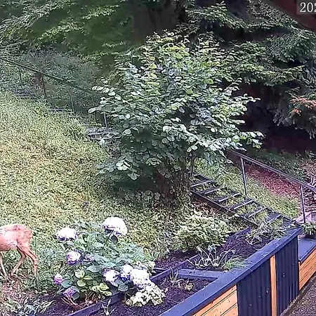 Haus Am Wald Apartment