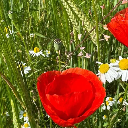 Haus Am Wald 公寓 巴特索登-阿伦多夫