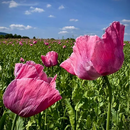 公寓 Haus Am Wald 巴特索登-阿伦多夫