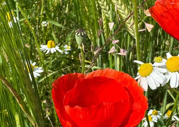 Haus Am Wald Apartman Bad Sooden-Allendorf