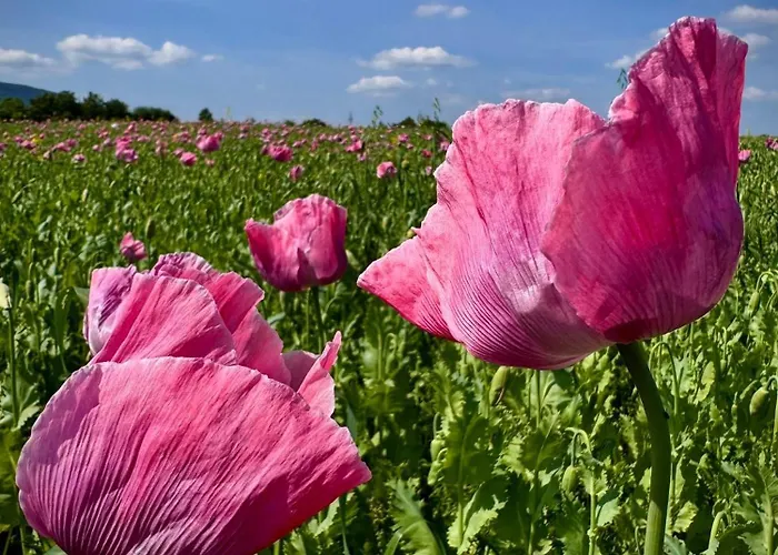 Apartman Haus Am Wald Bad Sooden-Allendorf